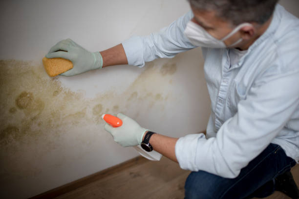 Office Mold Removal Services in Lindon, UT