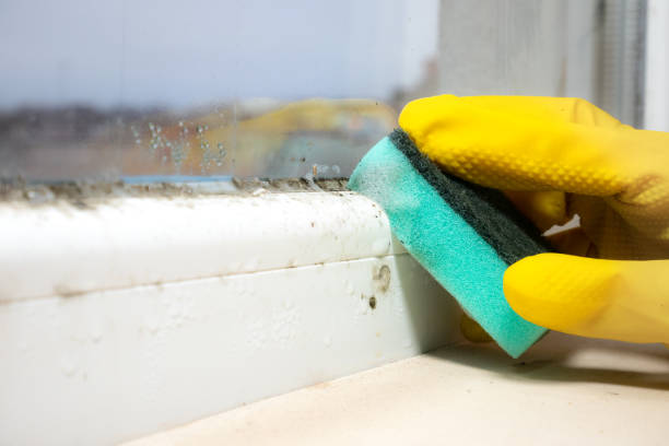 Attic Mold Removal in Lindon, UT