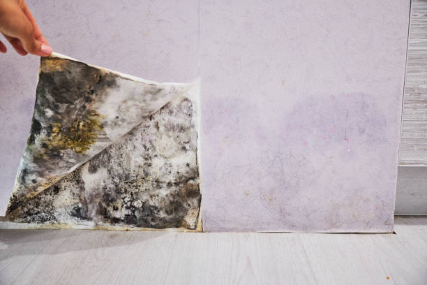 Best Residential Mold Removal  in Lindon, UT